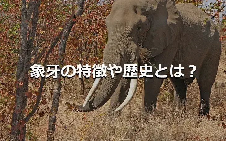 象牙の特長や歴史とは?