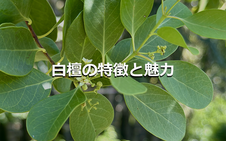 白檀の特徴と魅力