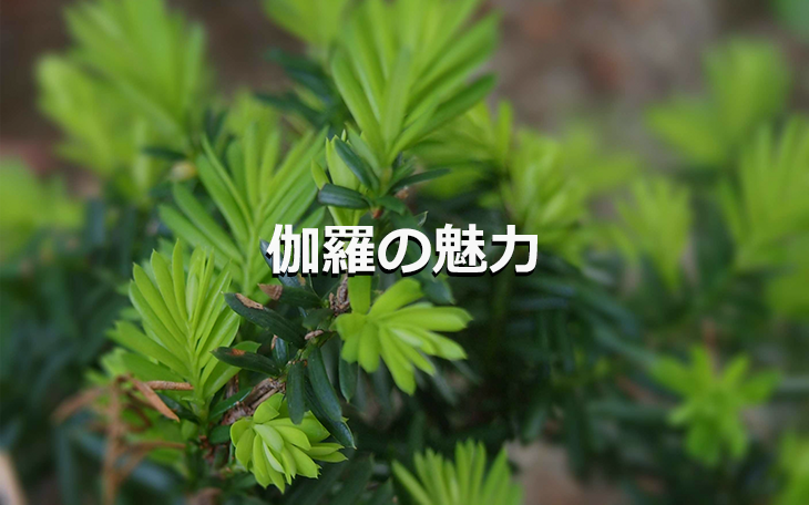 香木ってどんなもの？