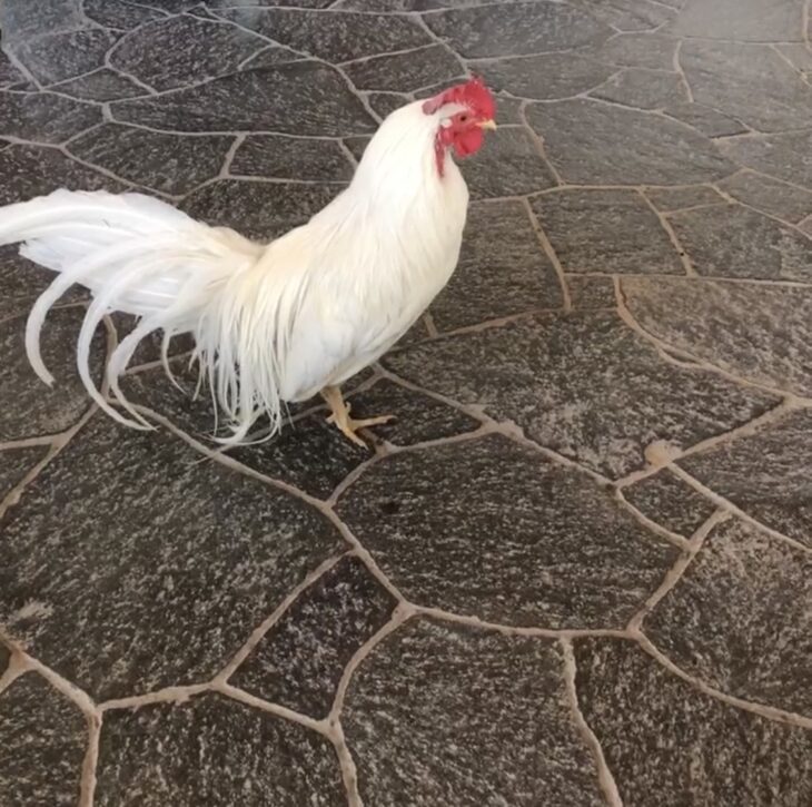 神鶏 ｜骨董品買取 緑和堂