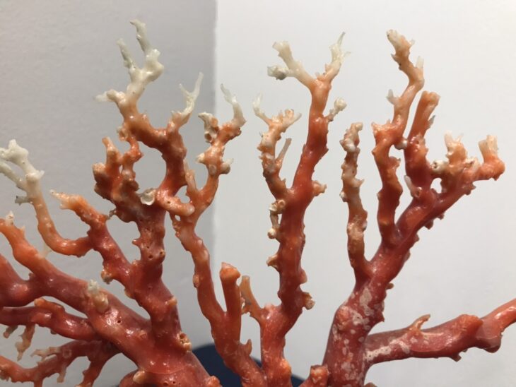 珊瑚原木 宝石珊瑚・原木 立体・オブジェ coshiyo yonezawa 通販 10127573