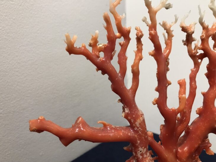 天然桃珊瑚 原木 楽天市場】【豪華】桃珊瑚の原木・拝見・置物 黒檀台 置き物 飾り