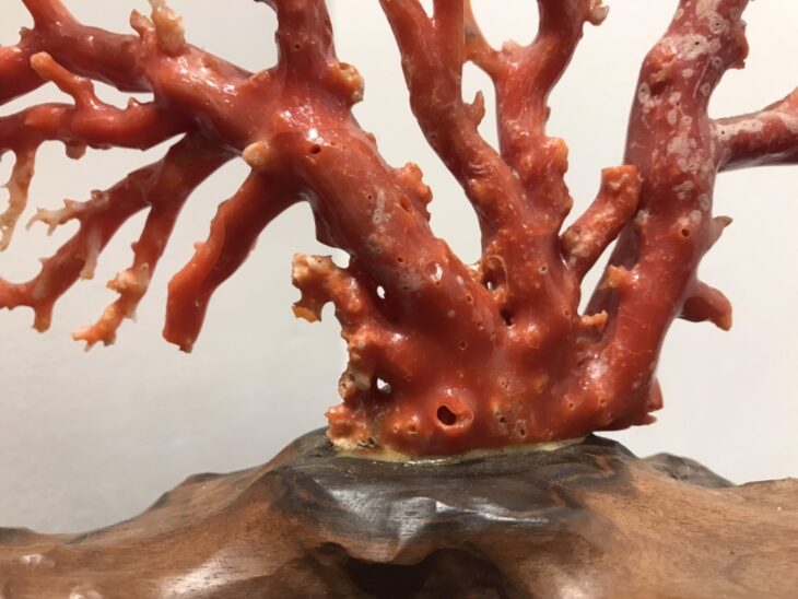 珊瑚　原木 宝石珊瑚・原木 立体・オブジェ coshiyo yonezawa 通販 10127573
