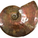 アンモナイト 化石