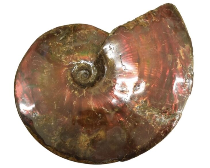 アンモナイト 化石