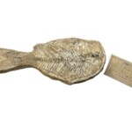 ミクロドン・ペナルヴァイ 化石