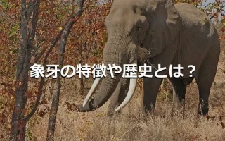 象牙の特長や歴史とは?