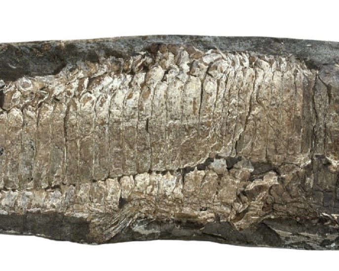 アスピドリンクス 化石 ｜骨董品買取 緑和堂