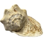 トウカムリ 貝殻標本