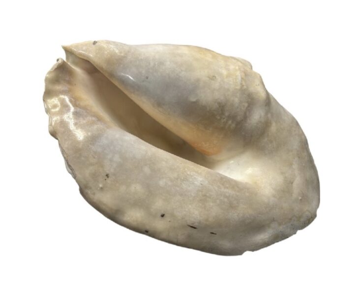 トウカムリ 貝殻標本 ｜骨董品買取 緑和堂