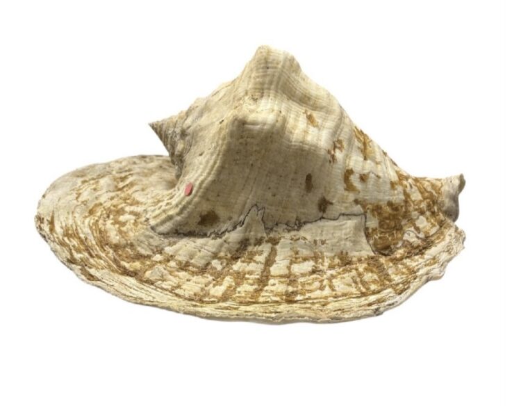 トウカムリ 貝殻標本 ｜骨董品買取 緑和堂