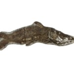 シーラカンス目 マウソニア 化石