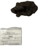ベイゴリア隕石 438.5g