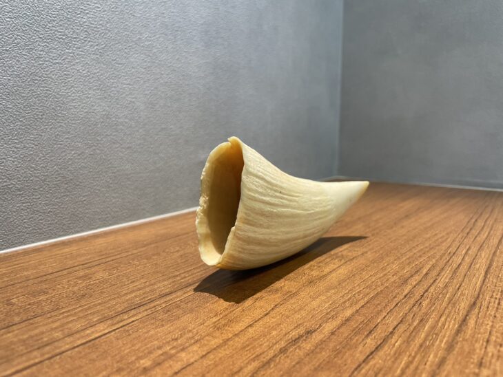 マッコウクジラ 歯 ｜骨董品買取 緑和堂