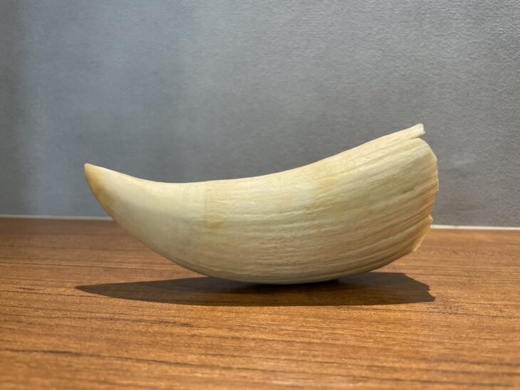 マッコウクジラ 歯 ｜骨董品買取 緑和堂