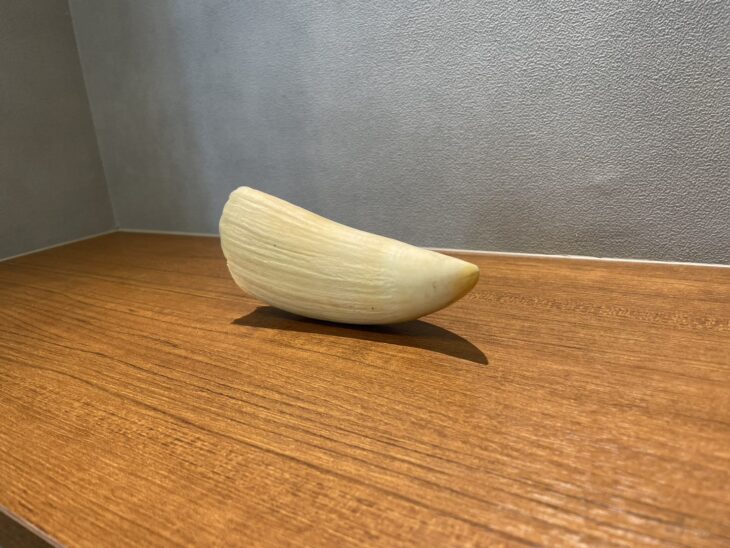 本日20時まで割引中◎マッコウクジラの歯(未加工) マッコウクジラ 歯 ｜骨董品買取 緑和堂